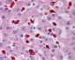 PRDX2 antibody - middle region